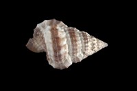 藏品(斑馬翼法螺)的圖片